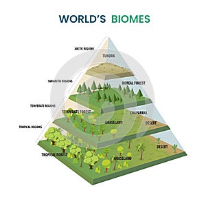 world's biomes pyramid diagram