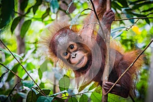 World`s cutest baby orangutan hangs in a tree in Borneo photo