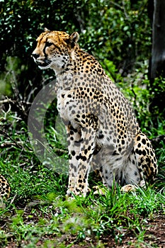 World`s fastest land animal, the cheetah