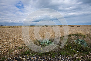 The world`s greatest area of shingle - Dungeness, Kent, England