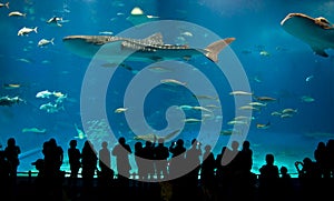 World's largest acrylic aquarium photo