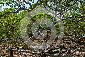 World`s Largest Cashew Tree - Pirangi, Rio Grande do Norte, Brazil photo