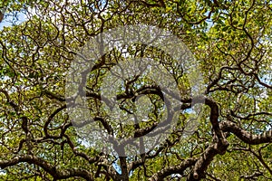 World`s Largest Cashew Tree - Pirangi, Rio Grande do Norte, Brazil photo