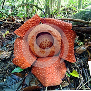 World's largest flower, Rafflesia tuanmudae, Gunung Gading National Park, Sarawak, Malaysia photo