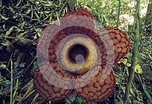 World's largest flower, Rafflesia tuanmudae, Gunung Gading National Park, Sarawak, Malaysia photo