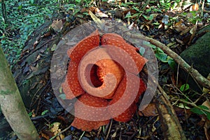 World's largest flower, Rafflesia tuanmudae, Gunung Gading National Park, Sarawak, Malaysia