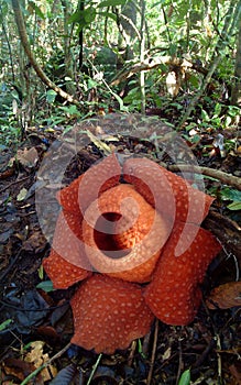 World's largest flower, Rafflesia tuanmudae, Gunung Gading National Park, Sarawak, Malaysia