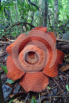 World's largest flower, Rafflesia tuanmudae, Gunung Gading National Park, Sarawak, Malaysia photo