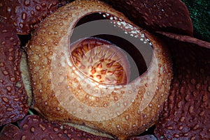 World's largest flower, Rafflesia tuanmudae, Gunung Gading National Park, Sarawak, Malaysia photo