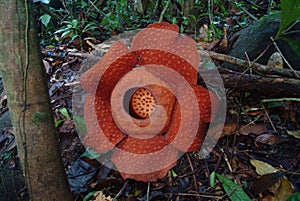 World's largest flower, Rafflesia tuanmudae, Gunung Gading National Park, Sarawak, Malaysia photo