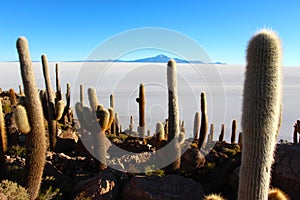 The world`s largest salt flat, Salar de Uyuni Cacti Island