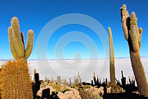 The world`s largest salt flat, Salar de Uyuni Cacti Island