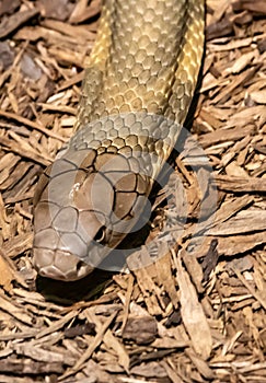 A king cobra displayed at Catoctin Wildlife Preserve in \