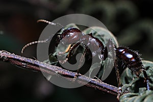 Bullet Ant, real killer insect with extremely potent sting photo