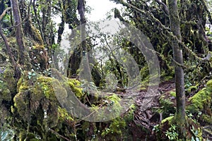 World's Oldest Mossy Forest