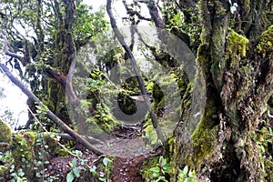 World's Oldest Mossy Forest