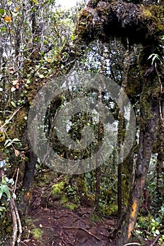 World's Oldest Mossy Forest