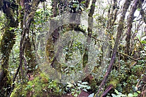 World's Oldest Mossy Forest