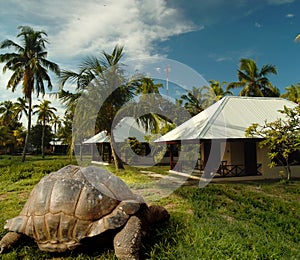 World's oldest tortoise on treasure island. photo