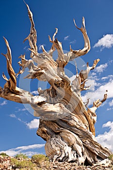 World's Oldest tree: the Bristlecone Pine