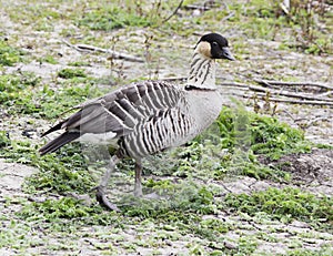 The world`s rarest goose the neme or Hawaiian goose.