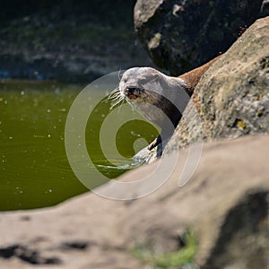 World`s smallest Otter, Asian Small-Clawed Otter Aonyx Cinerus o photo