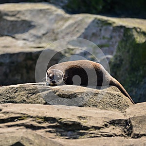 World`s smallest Otter, Asian Small-Clawed Otter Aonyx Cinerus o photo