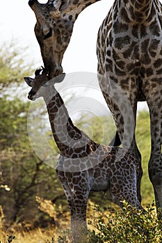 The world`s tallest mammal Giraffe loving her new baby