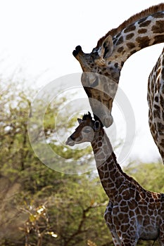 The world`s tallest mammal Giraffe loving her new baby