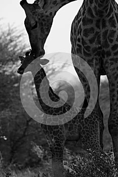 The world`s tallest mammal Giraffe loving her new baby