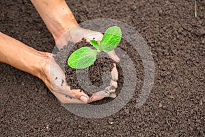 World soil day concept.Hand with green young plant growing in soil on nature background.planting trees back to the forest,