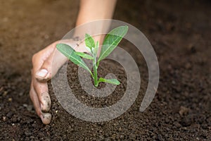 World soil day concept.Hand with green young plant growing in soil on nature background.planting trees back to the forest,