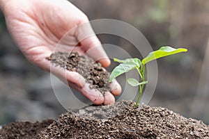 World soil day concept.Hand with green young plant growing in soil on nature background.planting trees back to the forest,