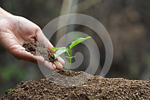 World soil day concept.Hand with green young plant growing in soil on nature background.planting trees back to the forest,