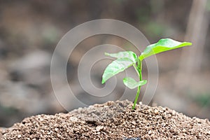 World soil day concept.Hand with green young plant growing in soil on nature background.planting trees back to the forest,