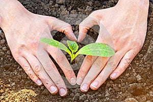 World soil day concept: human hands in the shape of a heart with a small sprout in the soil.