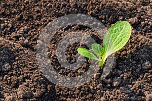 World soil day concept: a small sprout in the soil, illuminated by a soft light, a copy of the space.