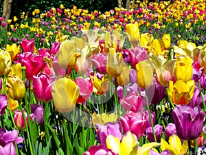 World of Tulips and Flowers