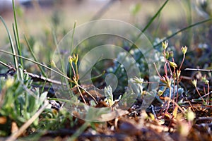 The world under your feet. Macrocosm. Grass.