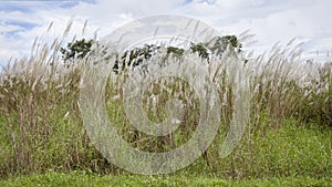 San leonardo nueva ecija fields photo