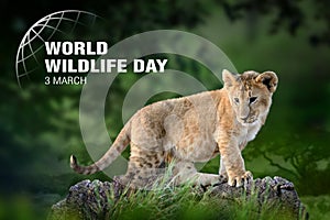 World Wildlife Day. Text  on lion cub background