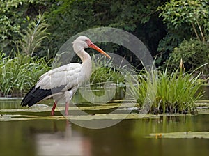 world wildlife day white stork