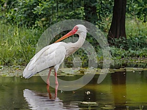 world wildlife day white stork