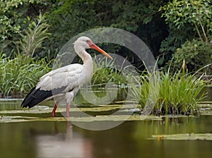 world wildlife day white stork photo