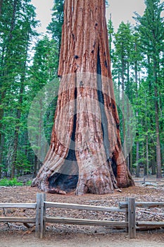 The worlds largest tree - General Sherman photo