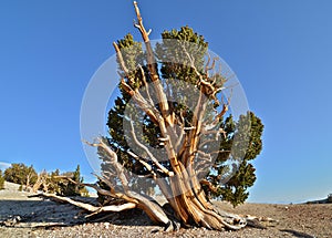 Worlds oldest trees in the White Mountains of California
