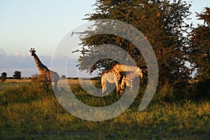 Worlds Tallest Mammal; the Giraffe