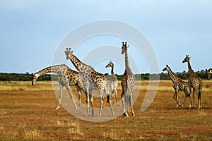 Worlds Tallest Mammal; Reticulated Giraffe