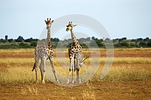 Worlds Tallest Mammal; Reticulated Giraffe