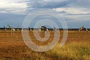 Worlds Tallest Mammal; Reticulated Giraffe